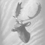 Icon for Fallow Deer Trophy Legend